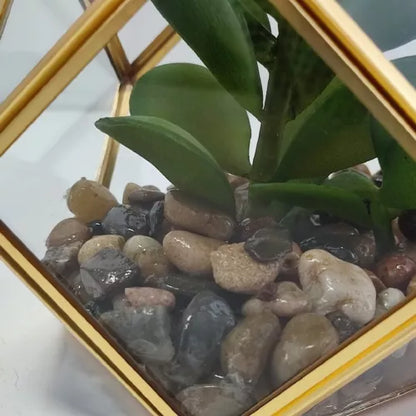 Opalhouse Artificial Indoor Succulent Plant with Filled Brass Terrarium 5" x 4"